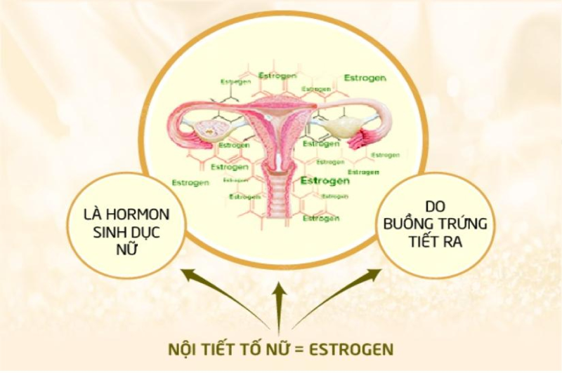 Hình ảnh Tổng quan về nội tiết tố nữ - chị em đã hiểu đủ chưa?