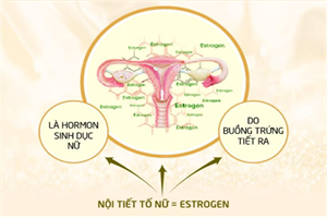 Tổng quan về nội tiết tố nữ - Chị em đã hiểu đủ chưa?