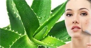 7 Tác dụng tuyệt vời của Nha Ddam và Những lưu ý khi sử dụng
